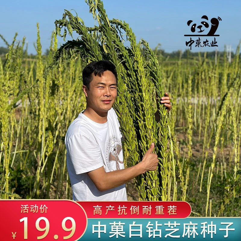 中菓农业白钻黑钻芝麻种子高产芝麻种子抗病抗旱抗倒黑芝麻种子