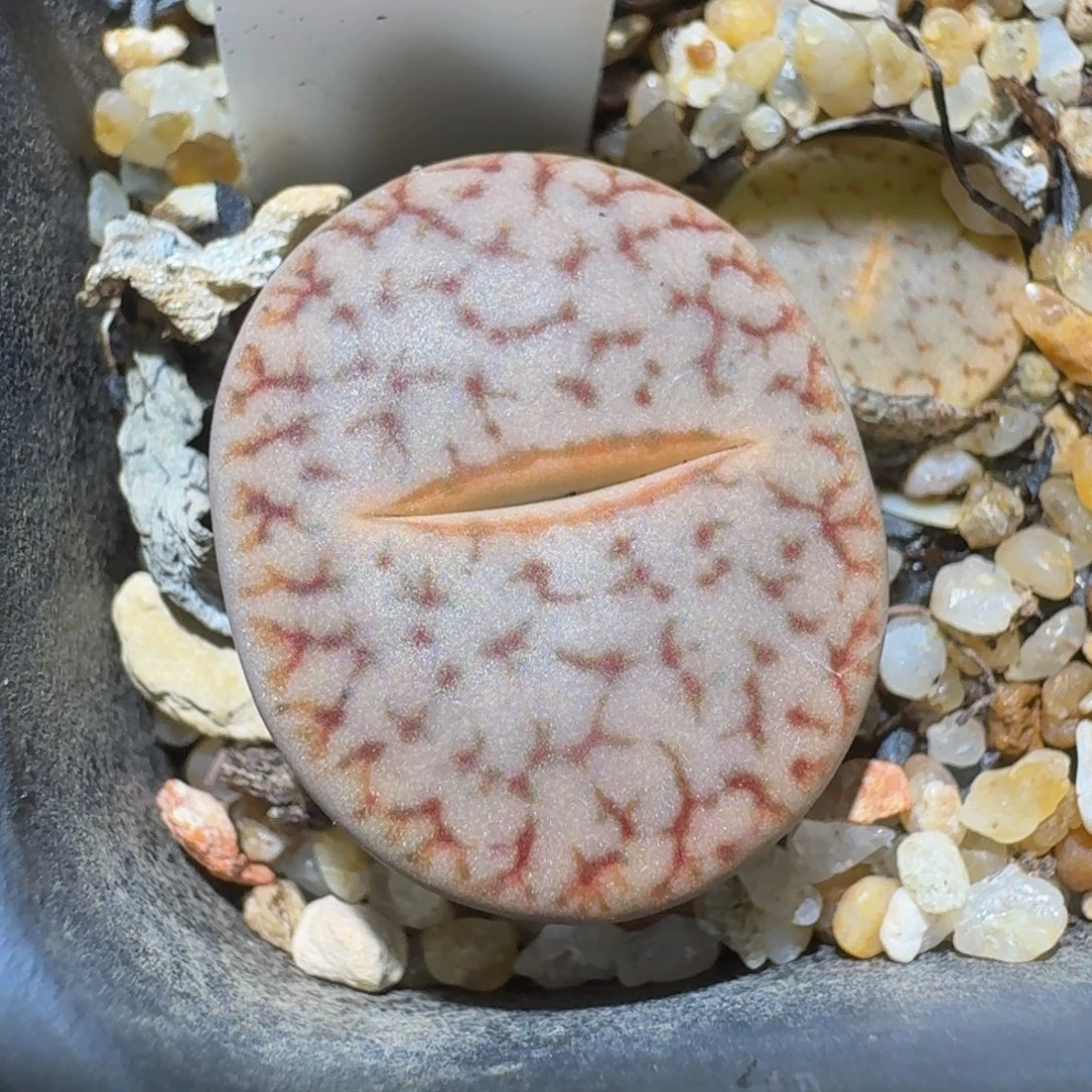 Ssss精品生石花3104