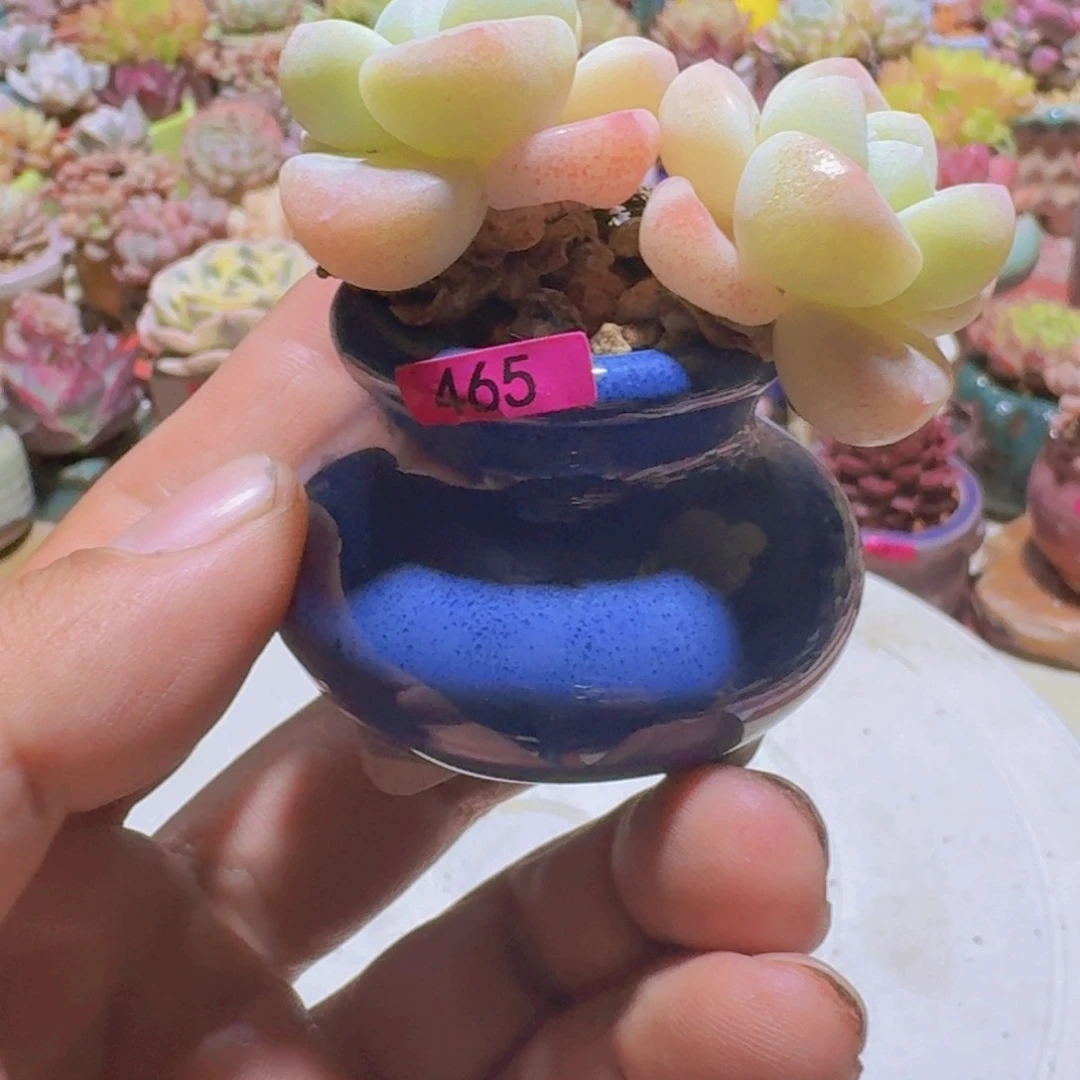 ❤️****一物一拍编号465