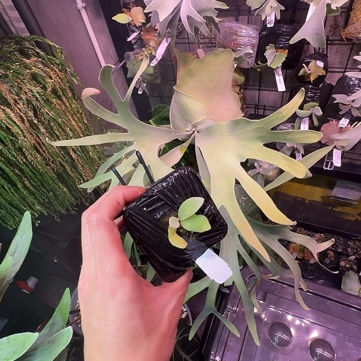 无花朵鹿野直播间竞拍白燕麦侧芽
