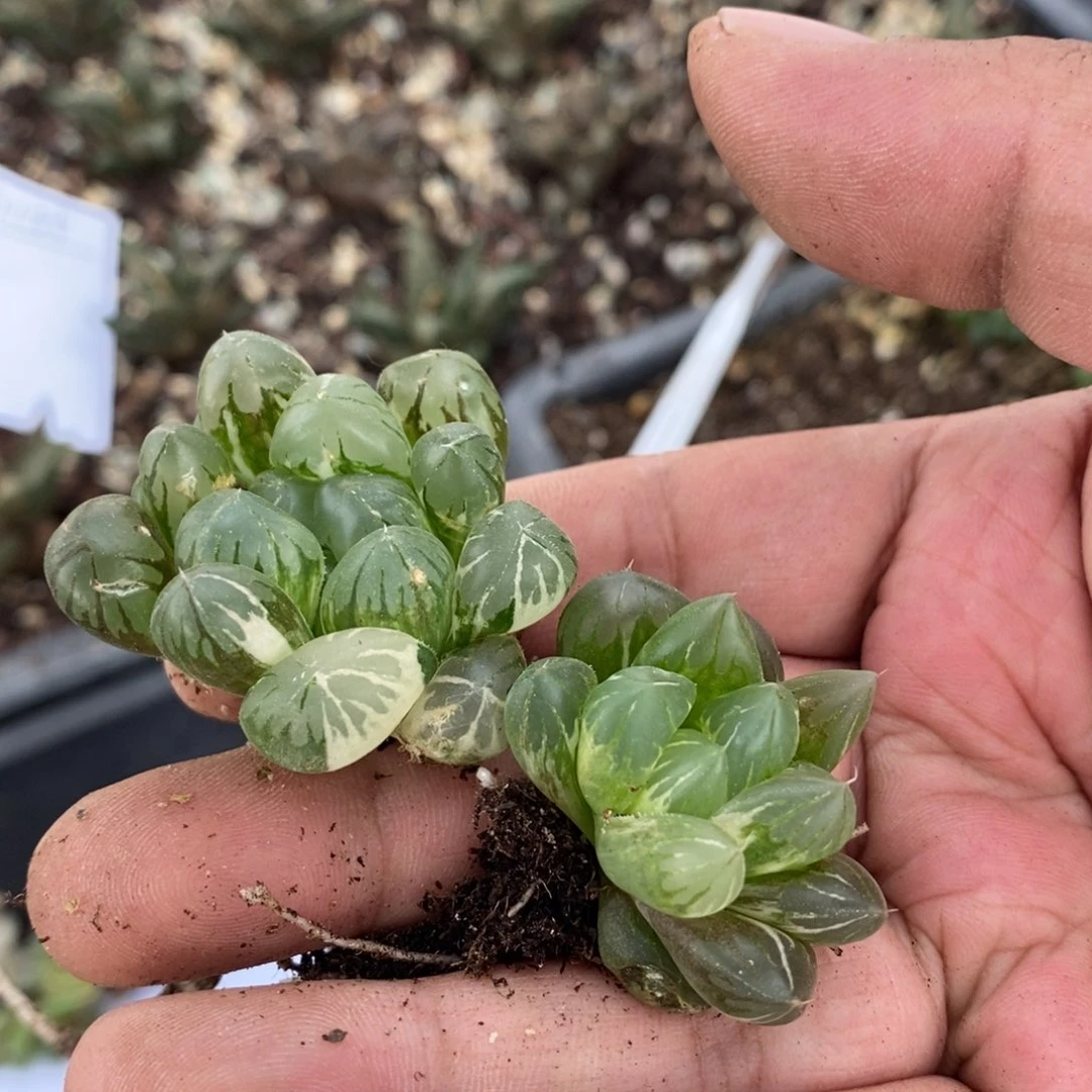 1157 两颗实生雨露锦。超级618福利