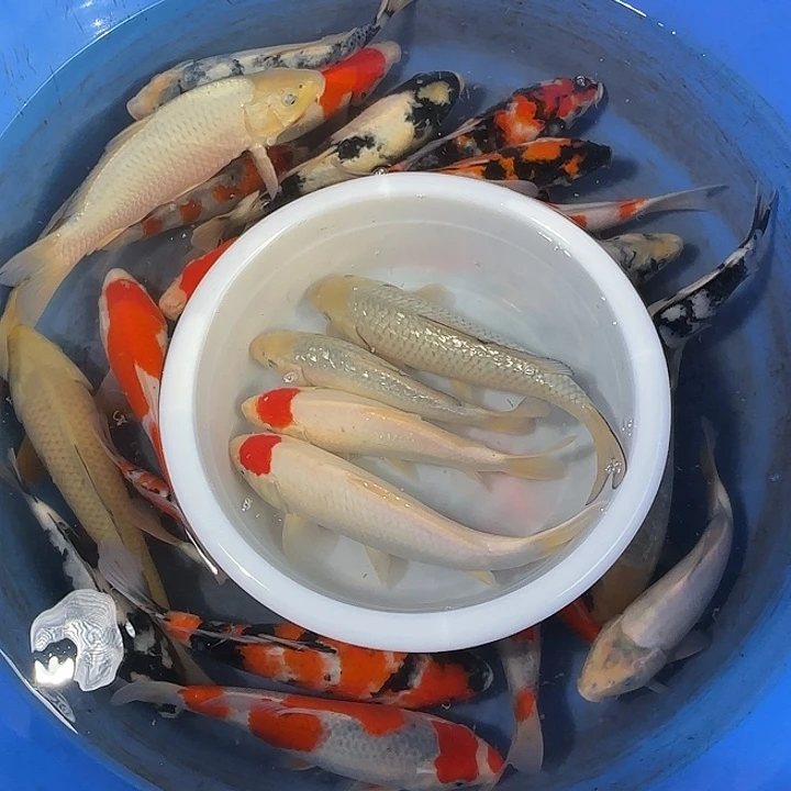 怒***海水鱼空鲤大一条30厘米