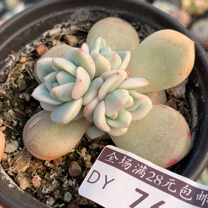 星影锦多肉植物和