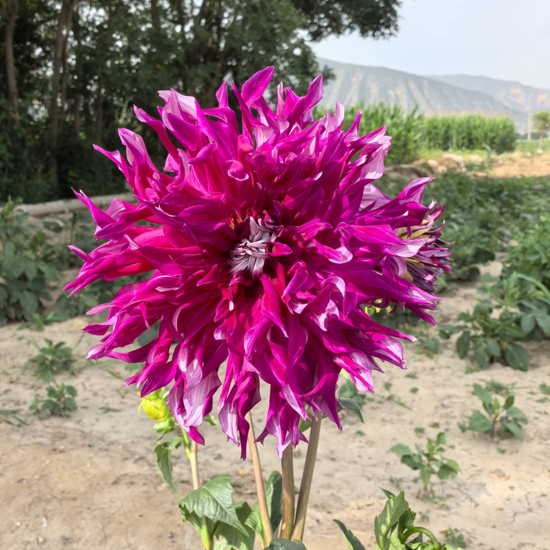 国产大丽花，一物一拍