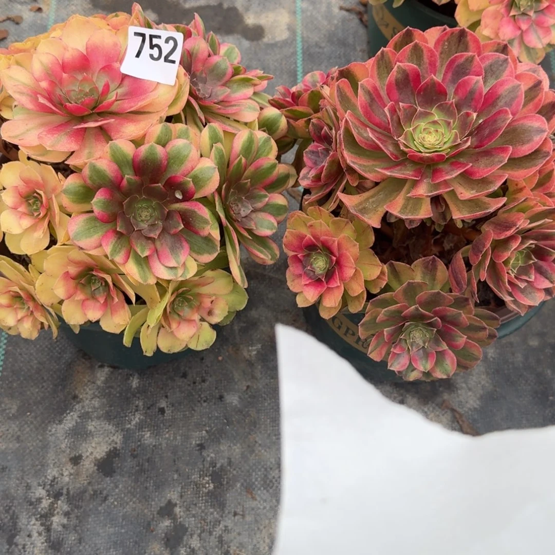 雨河多肉植物老庄752