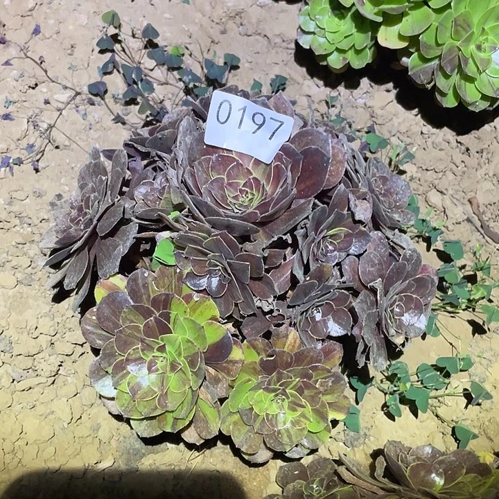 多肉植物法师197花月夜