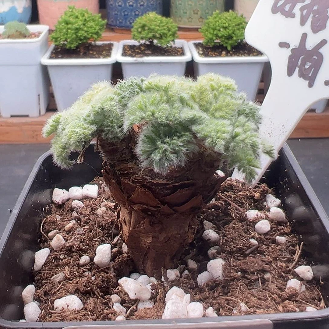 560号羽叶洋奎12.18多肉