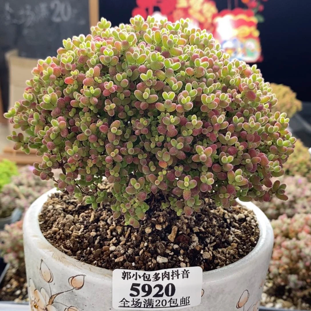 蜜橘糖球5920枝干番杏