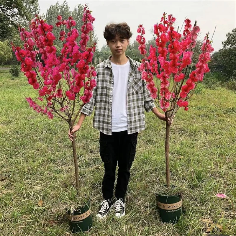 红梅树苗盆栽素心腊梅美人梅榆叶梅盆景浓香型耐寒庭院植物花卉苗