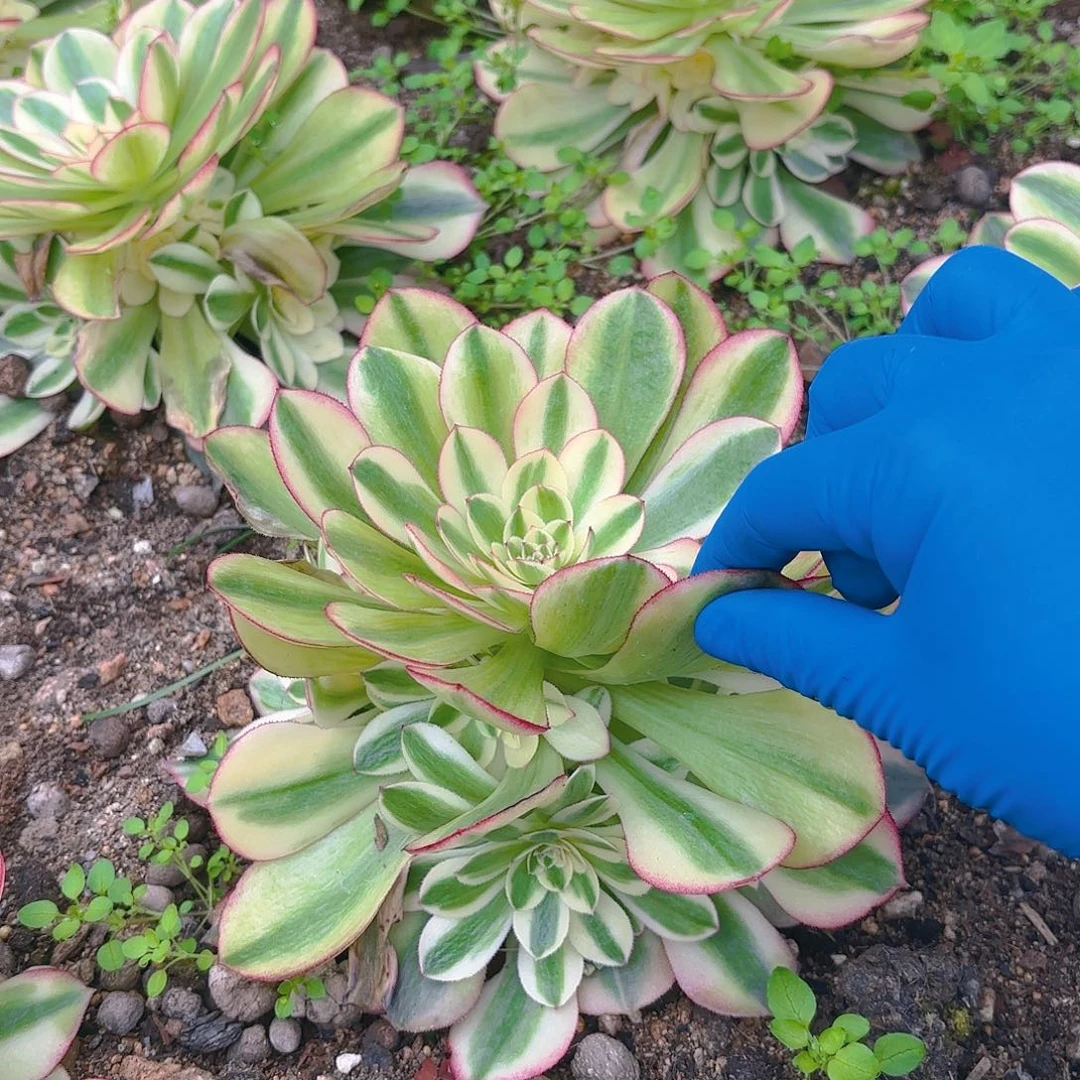 万白多肉植物手捧二号