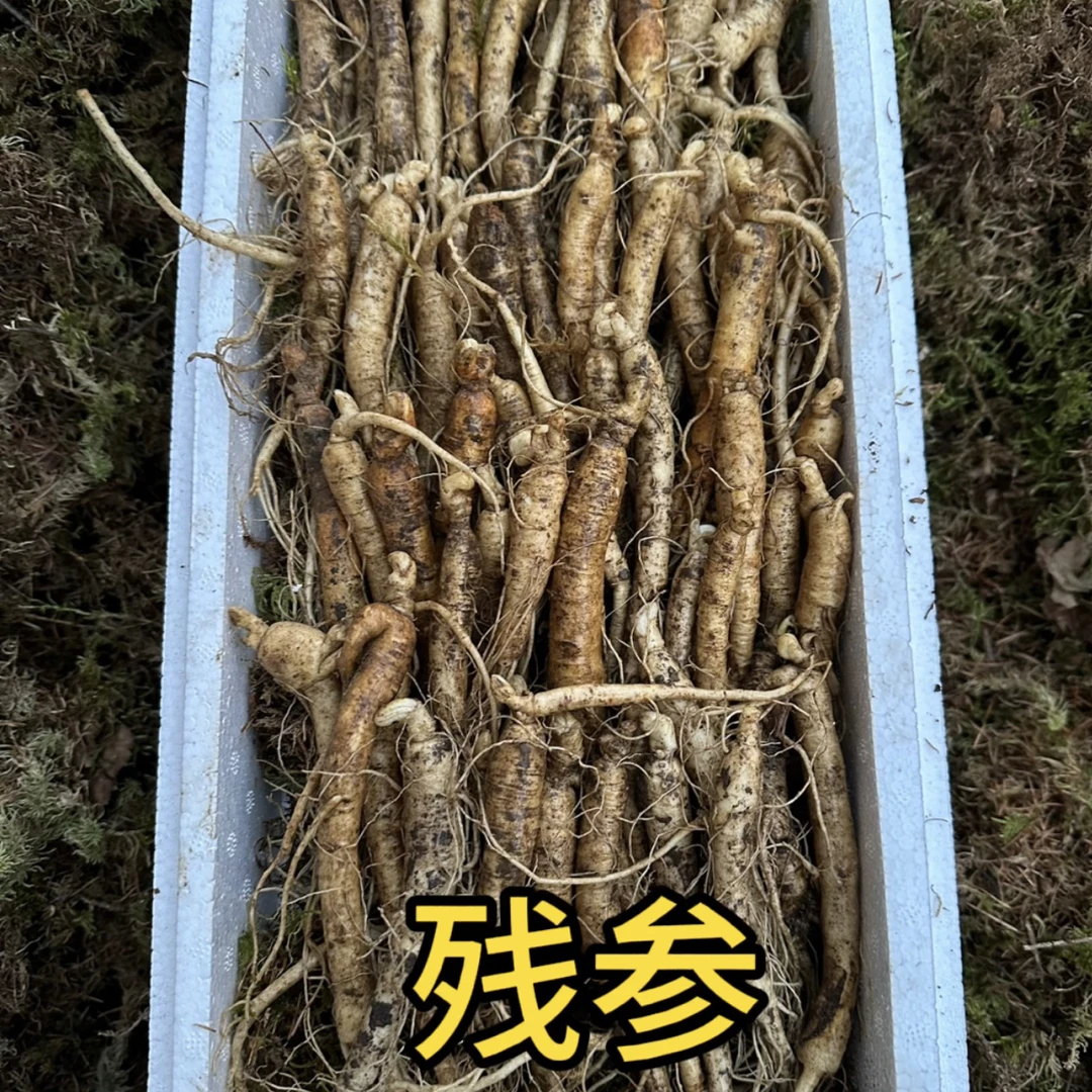 微残参5年（非腐烂不退货)