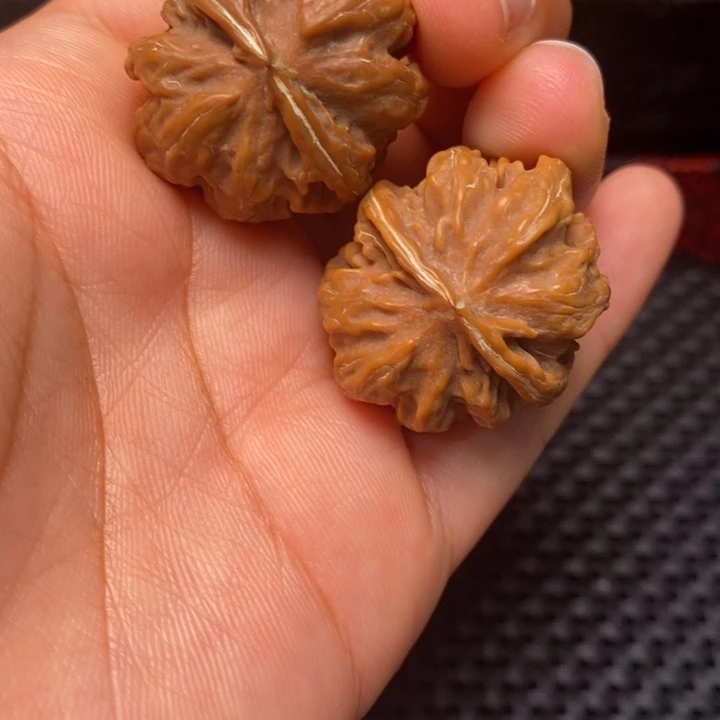 秦岭野生11111111111