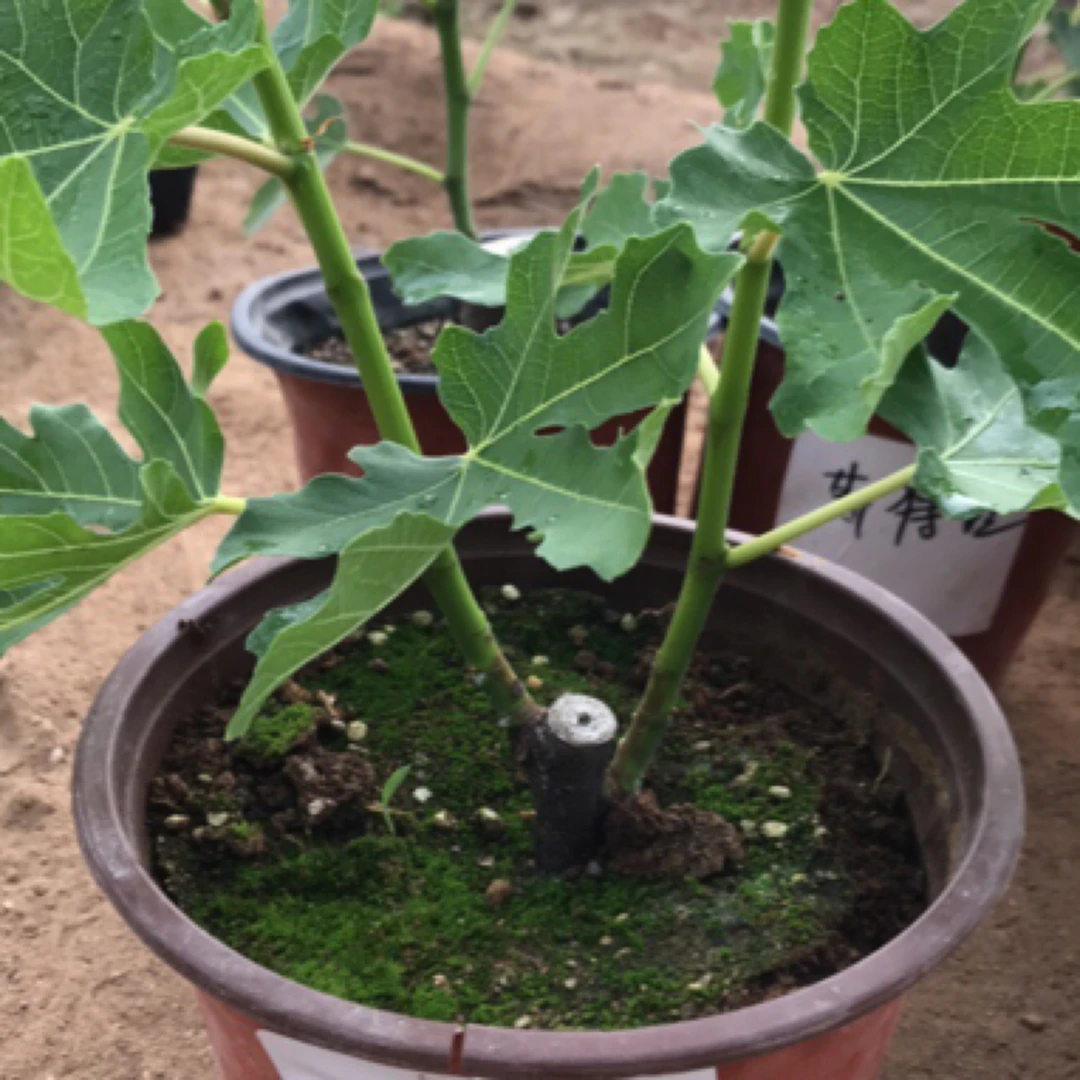 BNR彩虹无花果盆栽地栽