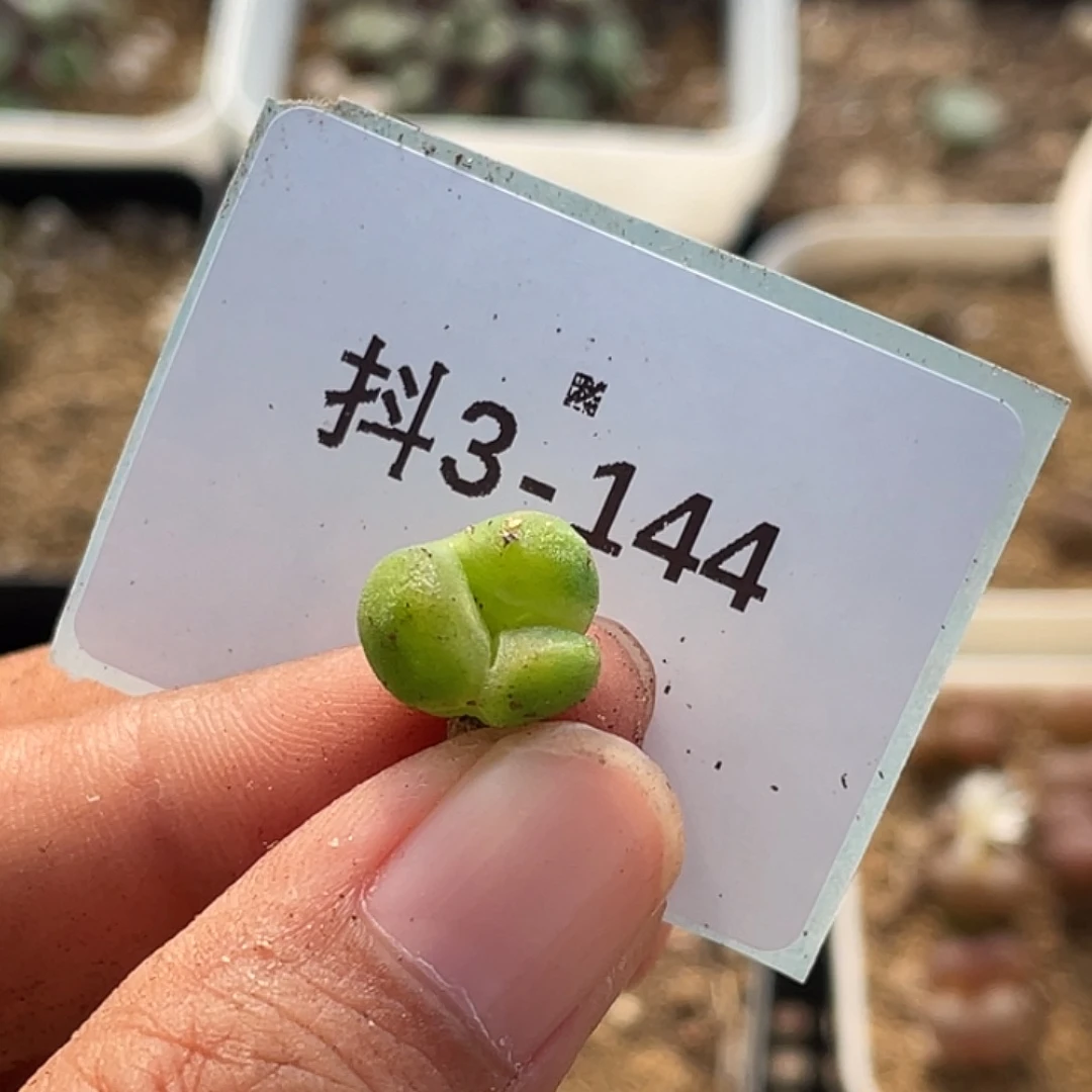 阿***啦3-144肉锥多肉植物