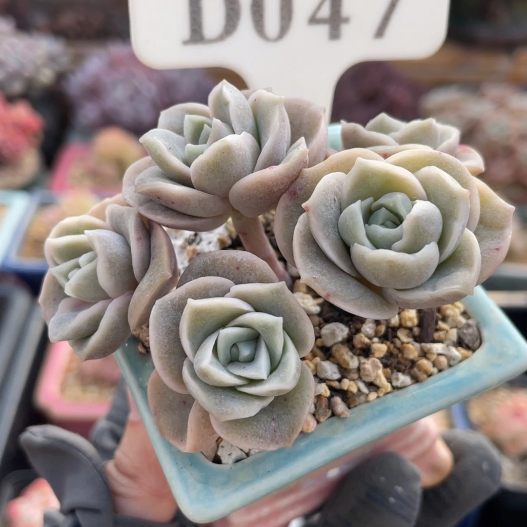 047 可爱玫瑰5头 7厘米 不带盆