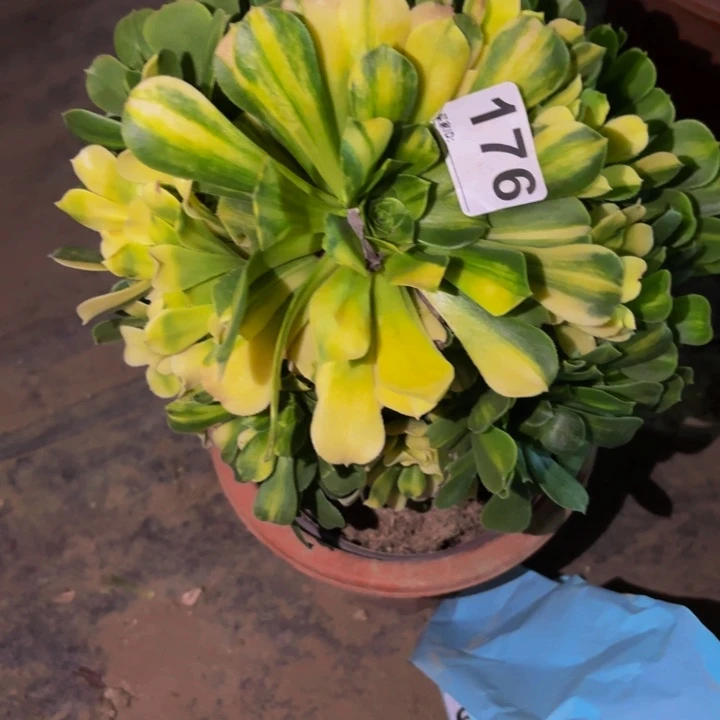 176七彩多肉植物不售后