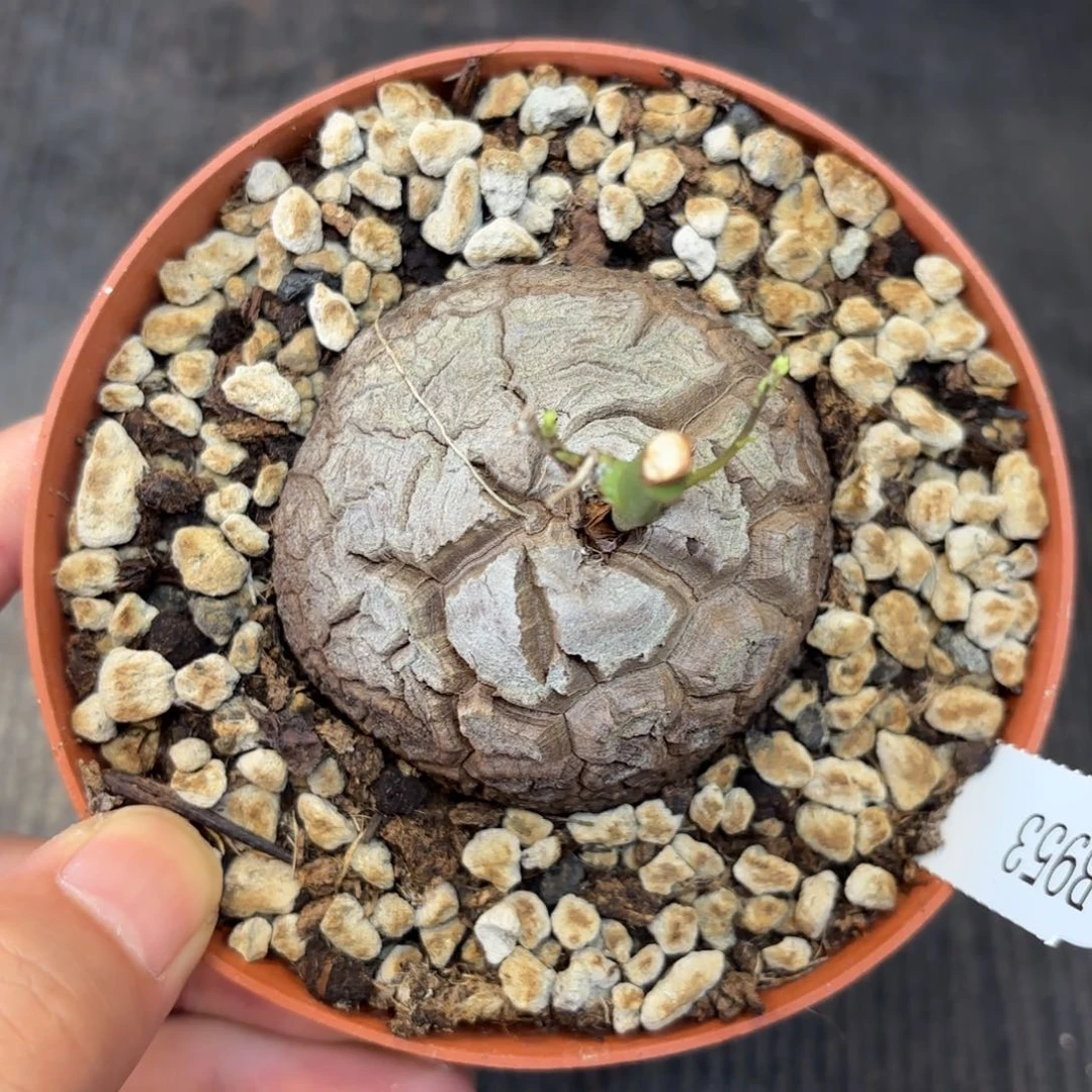 953号龟甲龙带盆包邮