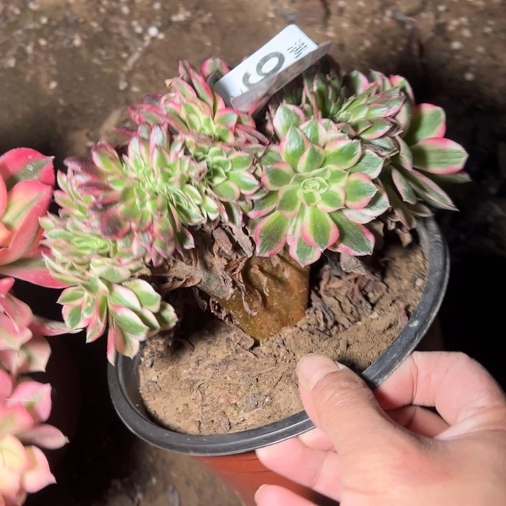 倾城缀多肉植物法师9638