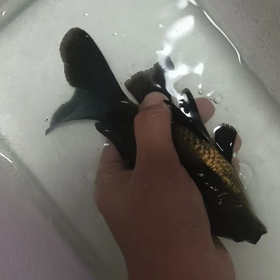 蝴蝶鲤鱼墨蝶大鳍大尾