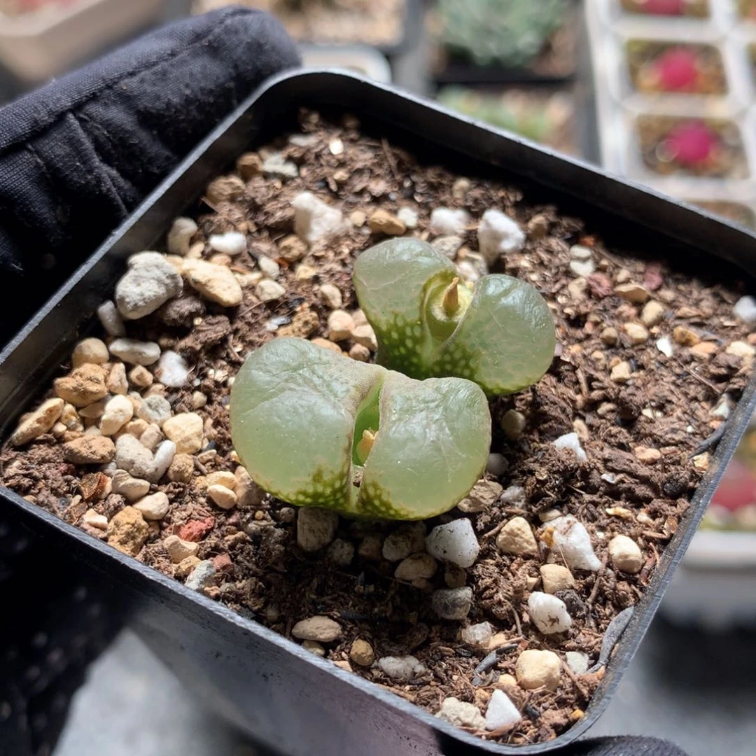 34号江南风铃母本