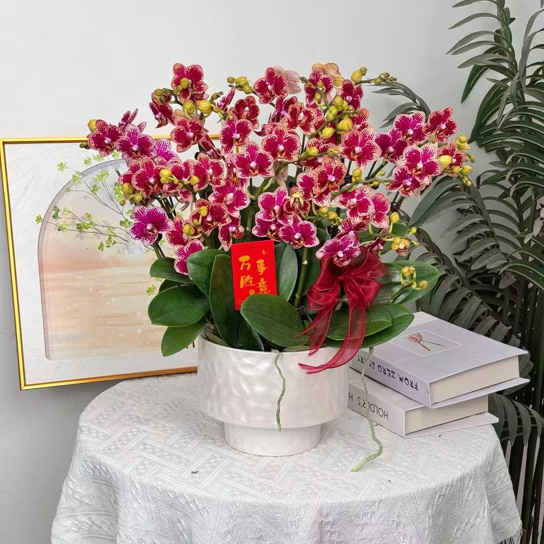 妗画【金边红宝石】蝴蝶兰鲜花精致组盆 开花株 室内绿植