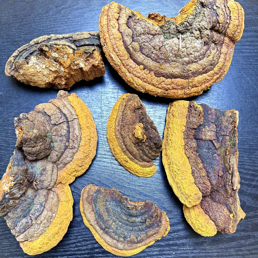 这是杨树桑黄，桑树桑黄的平替。精选真野生杨树桑黄