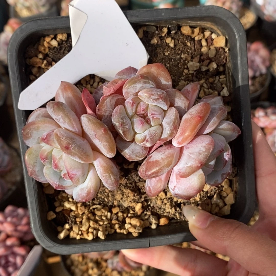 四头黄透粉大肥包子