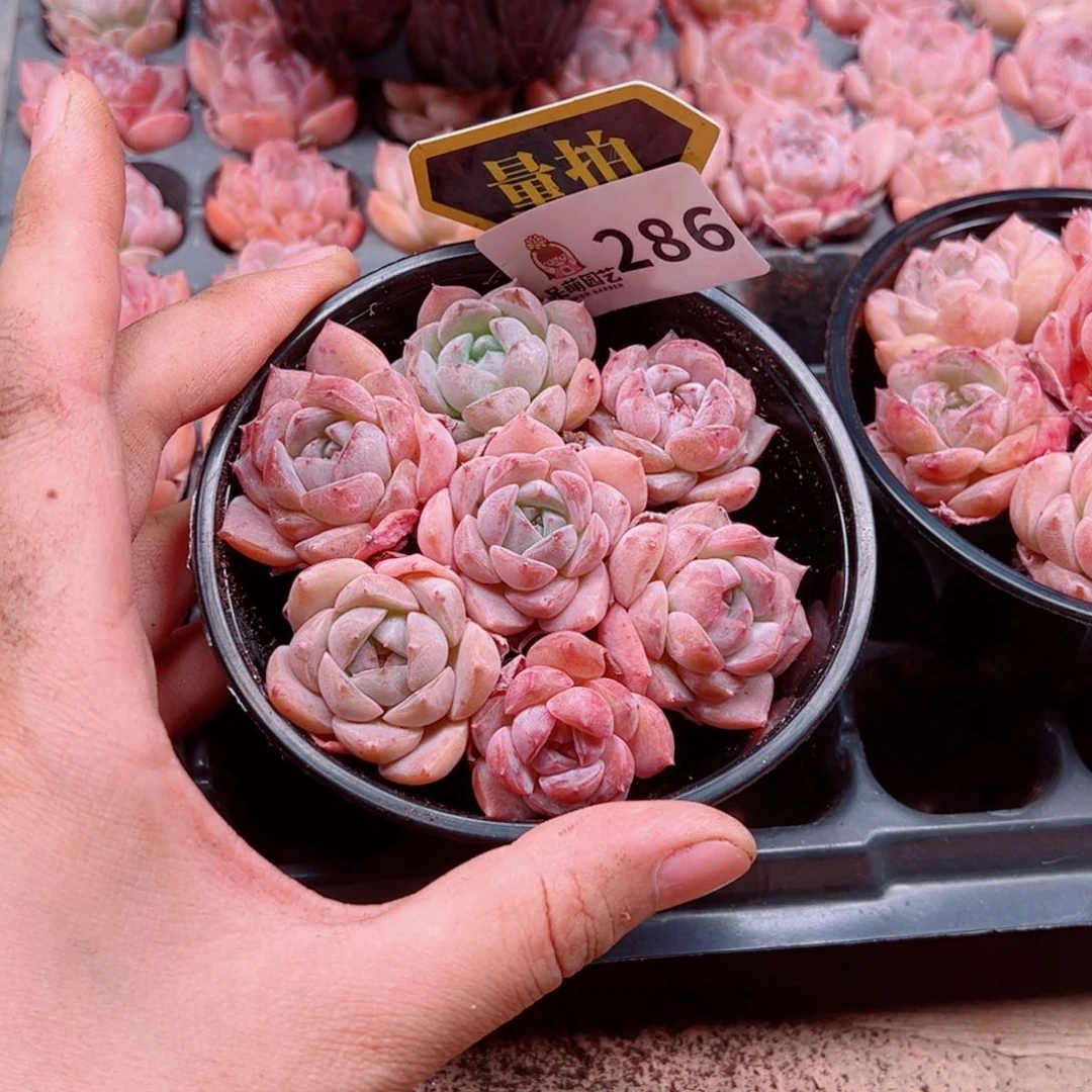 当前无花朵，栽培后可花朵