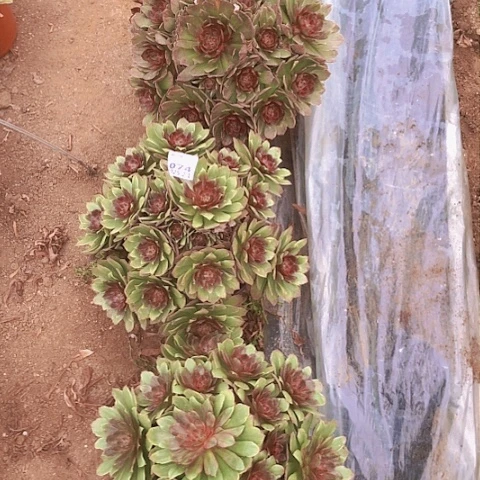 2.1-74红丝绒多肉植物量