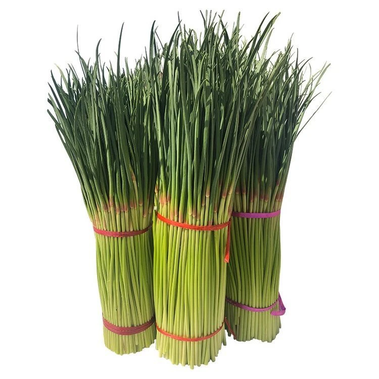 现摘新蒜薹蒜毫应季蔬菜(不怕冻,冻了可以缓过来)