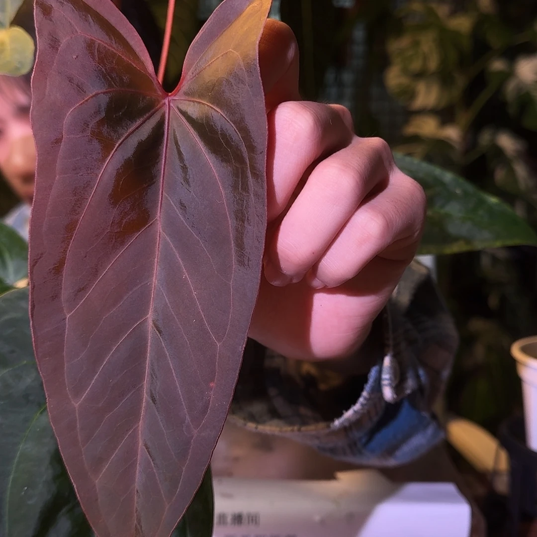 不开花植物V200红脉papi杂fs