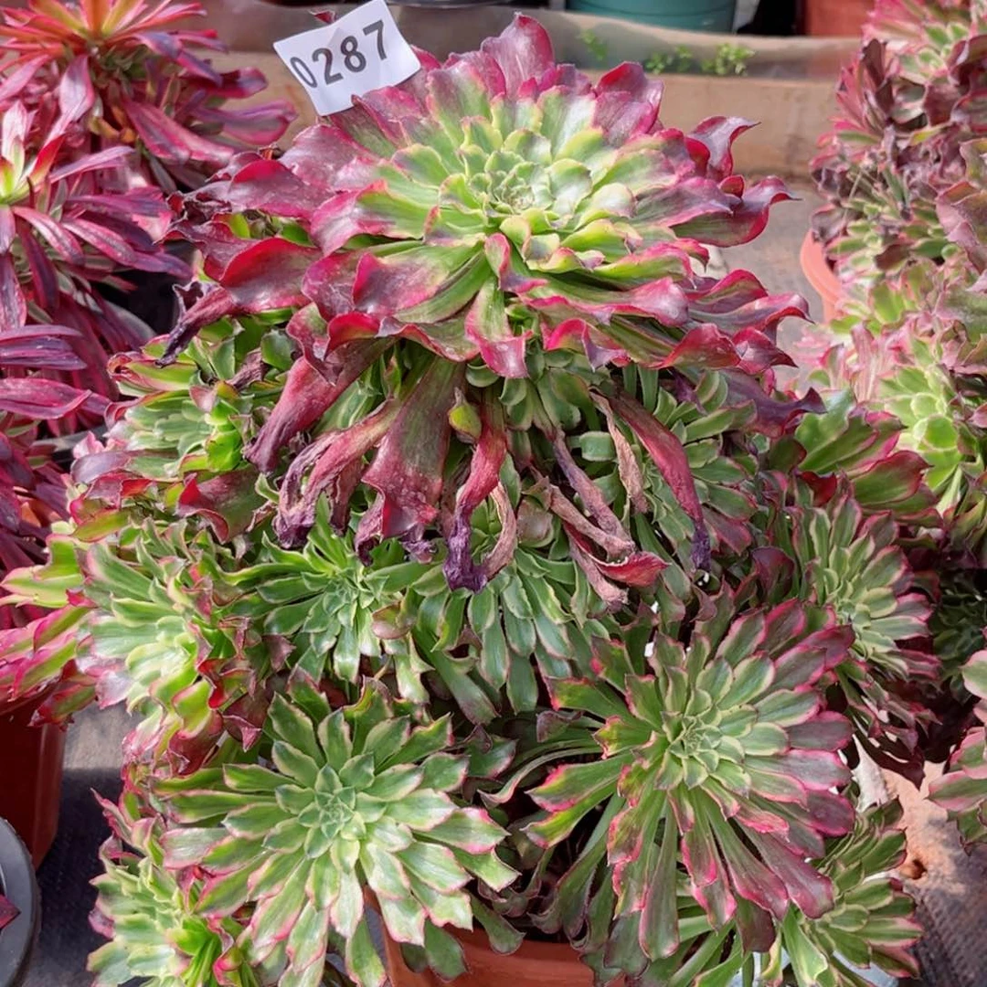 @*姐绿体雪姬老庄不售后