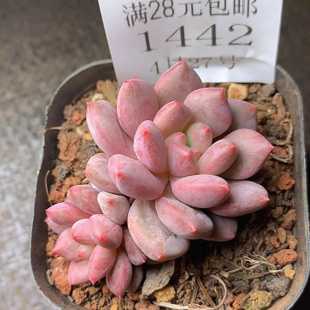 【闪购商品】云1442号