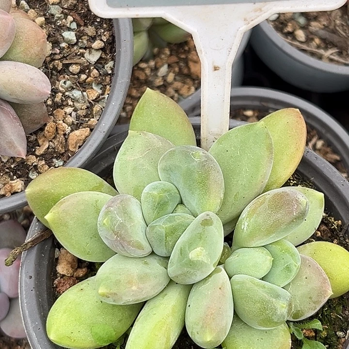 X系多肉植物653..