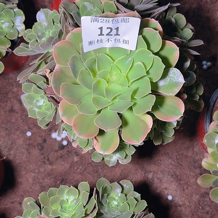 121香妃多肉植物保护