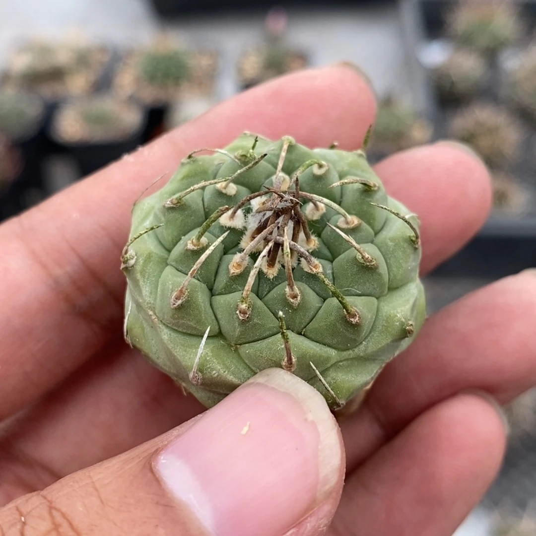 植播园艺南格瑞特