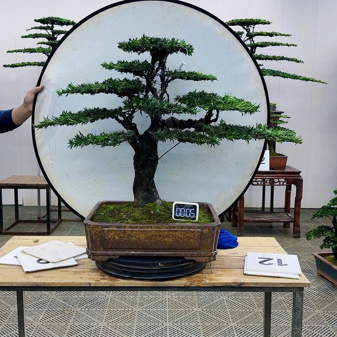 盆景米叶罗汉松盆景