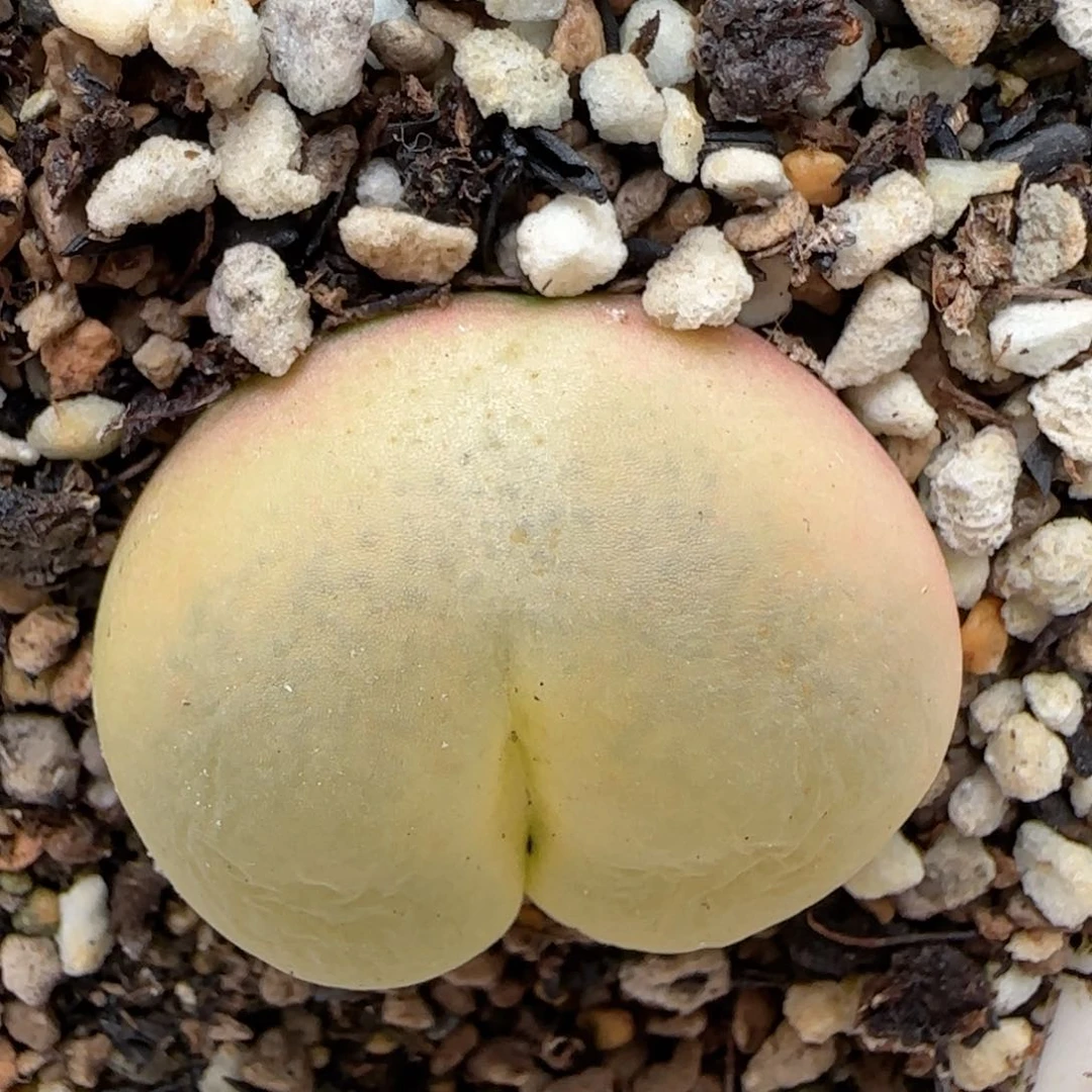 蜡笔小新的屁屁。    3.3