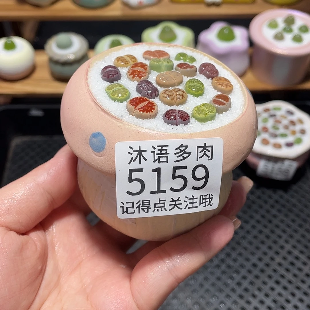 带盆土植物 一物一拍5159