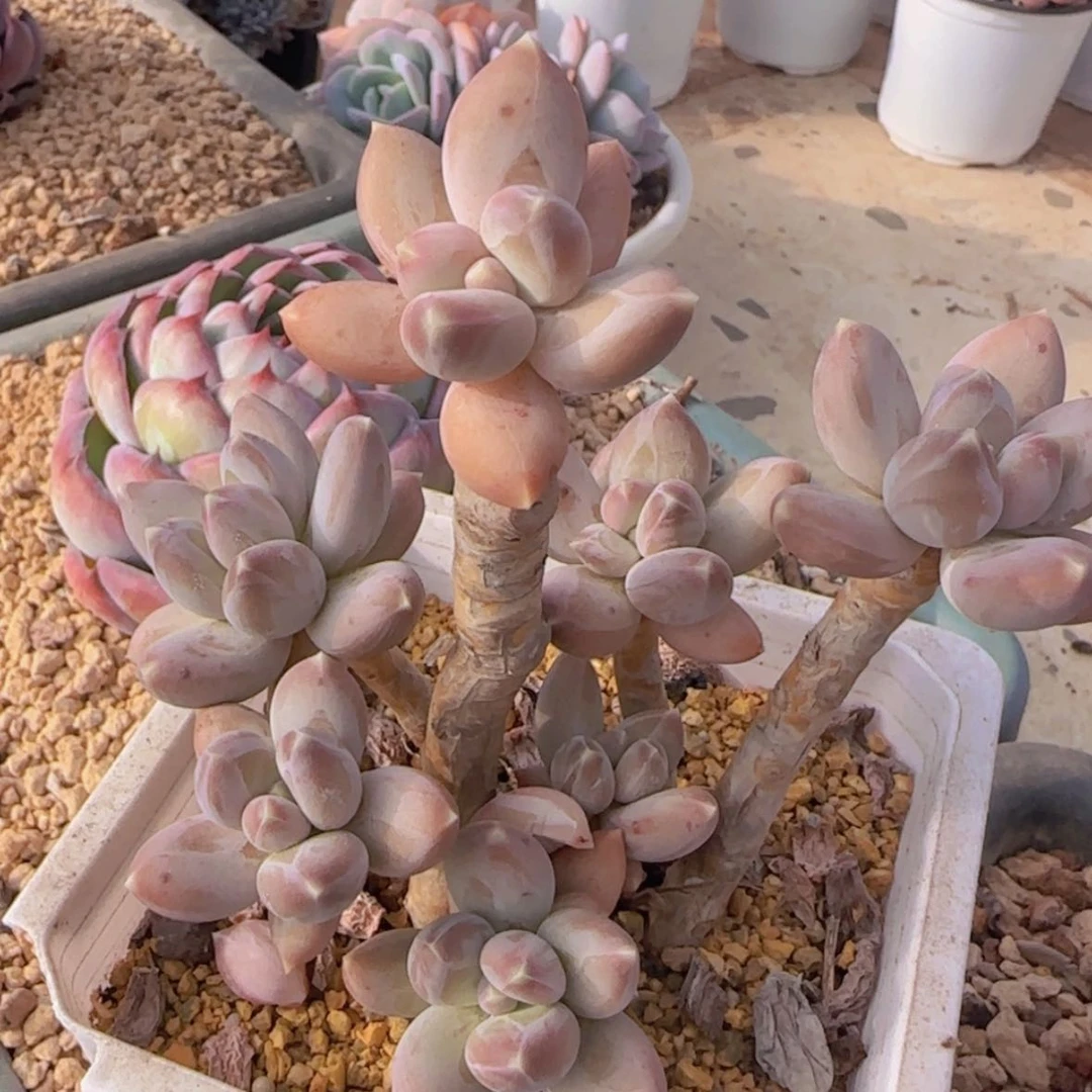 【闪购商品】松果美人