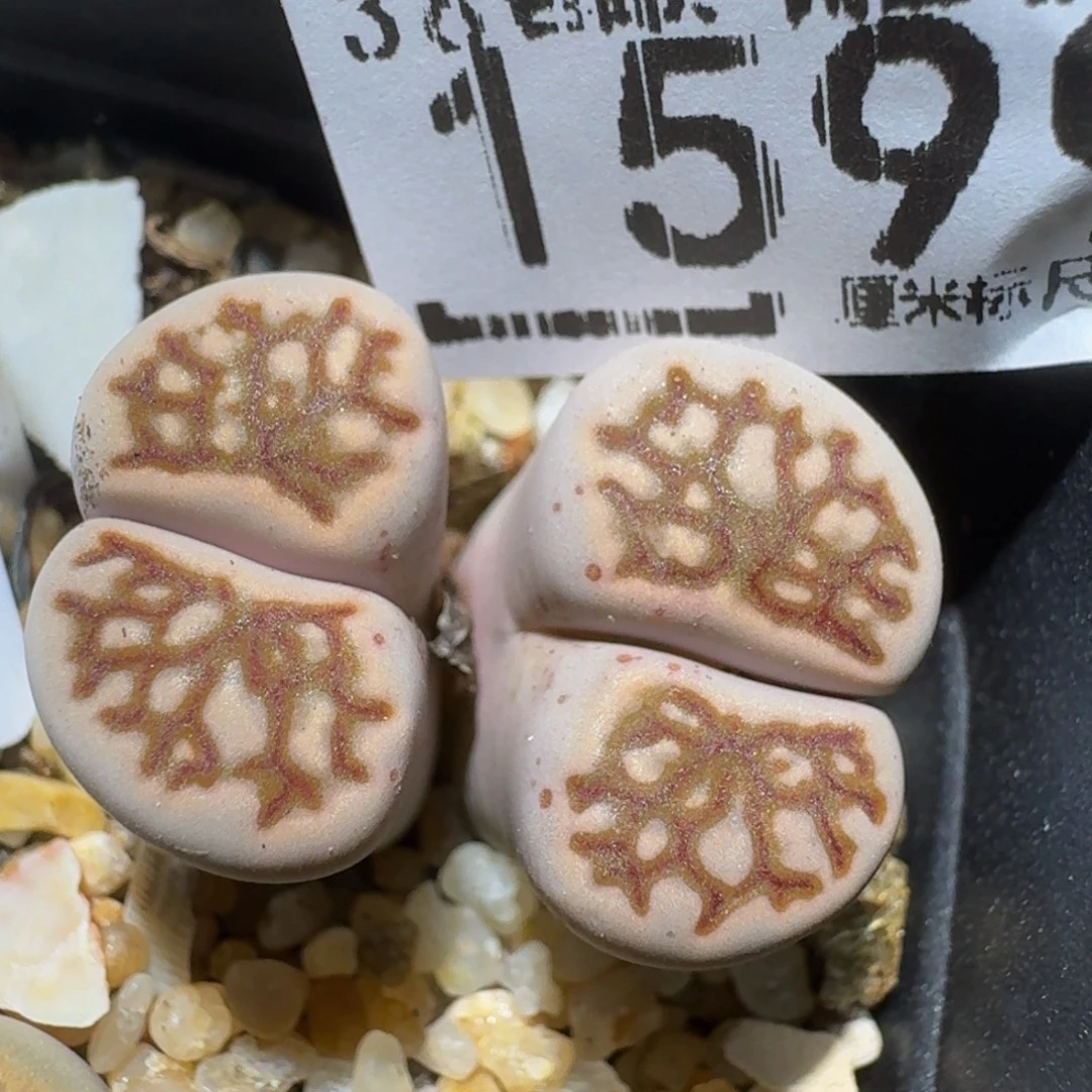 zzzz精品生石花1599