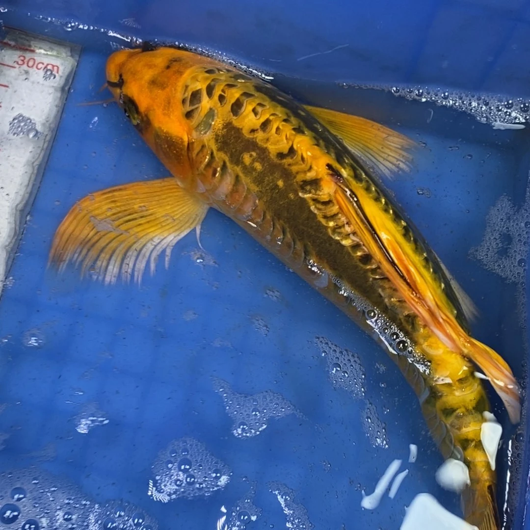 锦鲤冷水锦鲤包邮