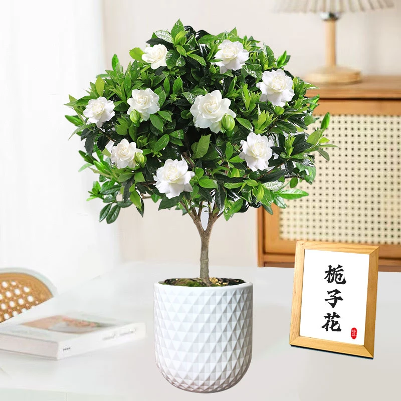 【独杆栀子花】花卉绿植可开花室内外阳台盆栽好养护四季常青