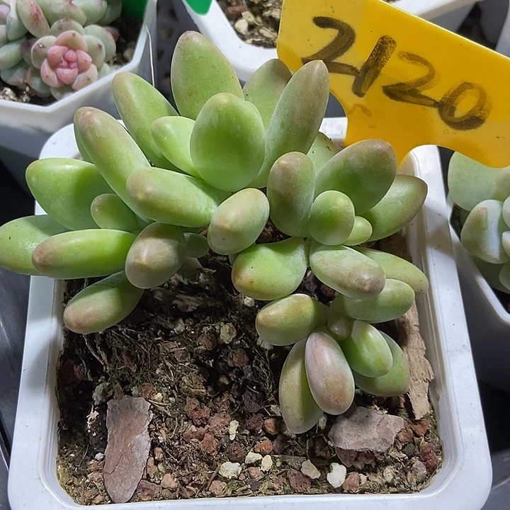 多肉植物芒果奶2120