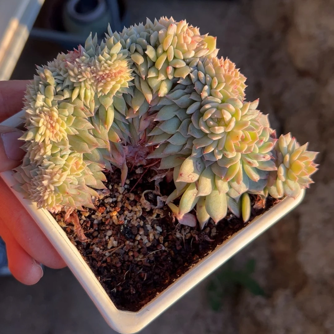 新年快乐 新年快乐