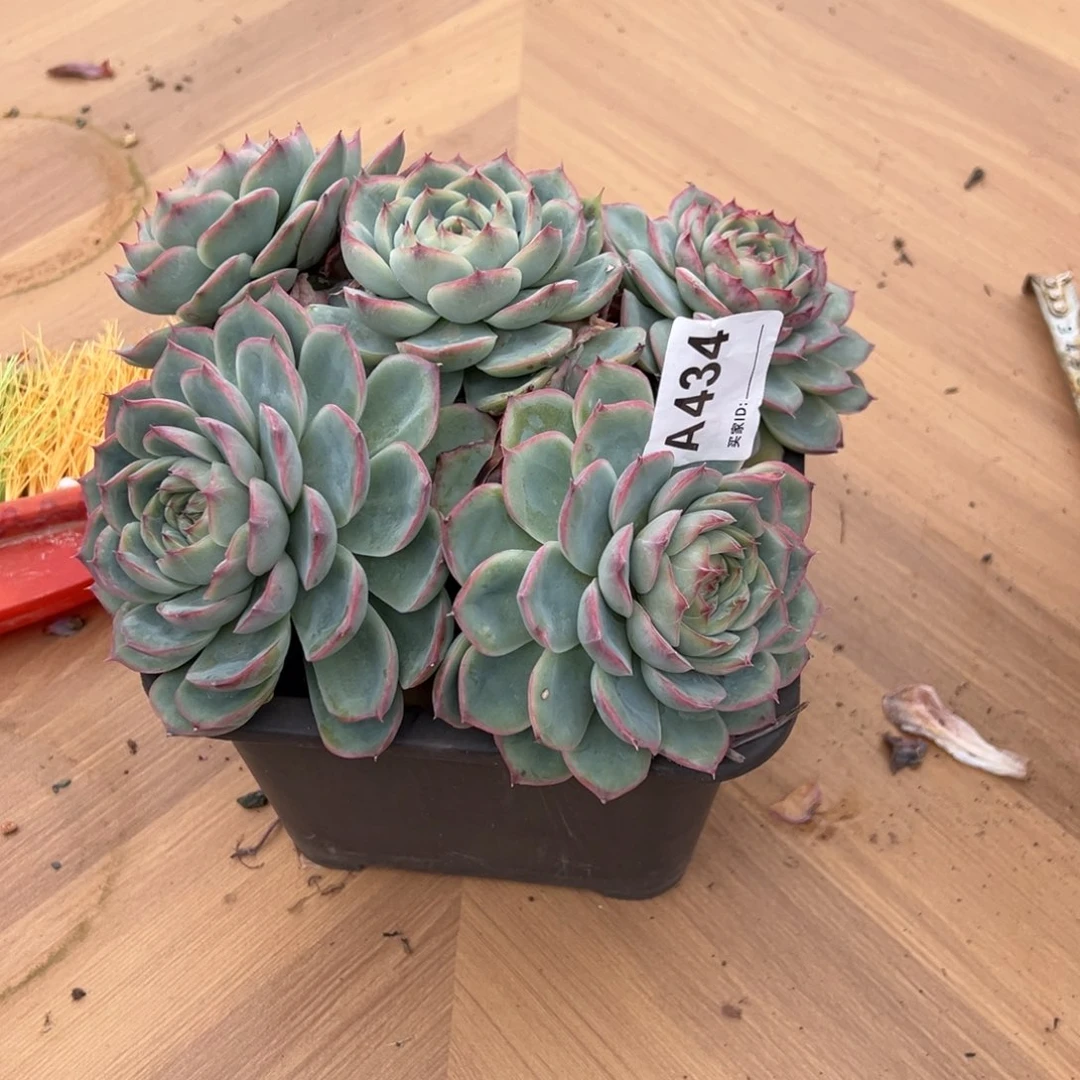 治***活侧影多肉434号多肉