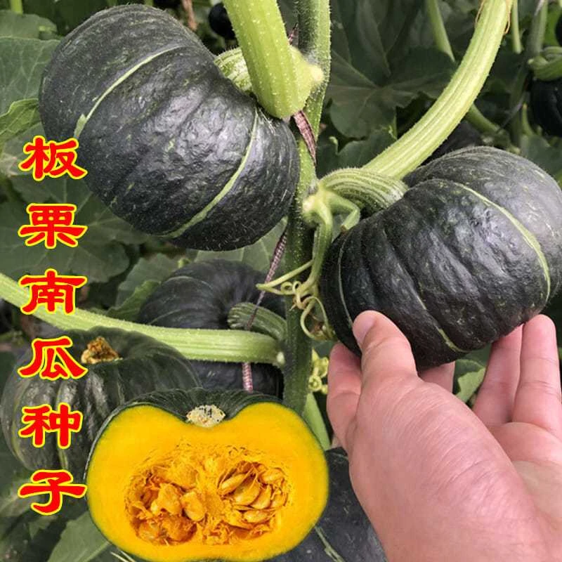 四季种植绿贝贝南瓜种子迷你板栗青南瓜籽高产春秋四季播蔬菜种子