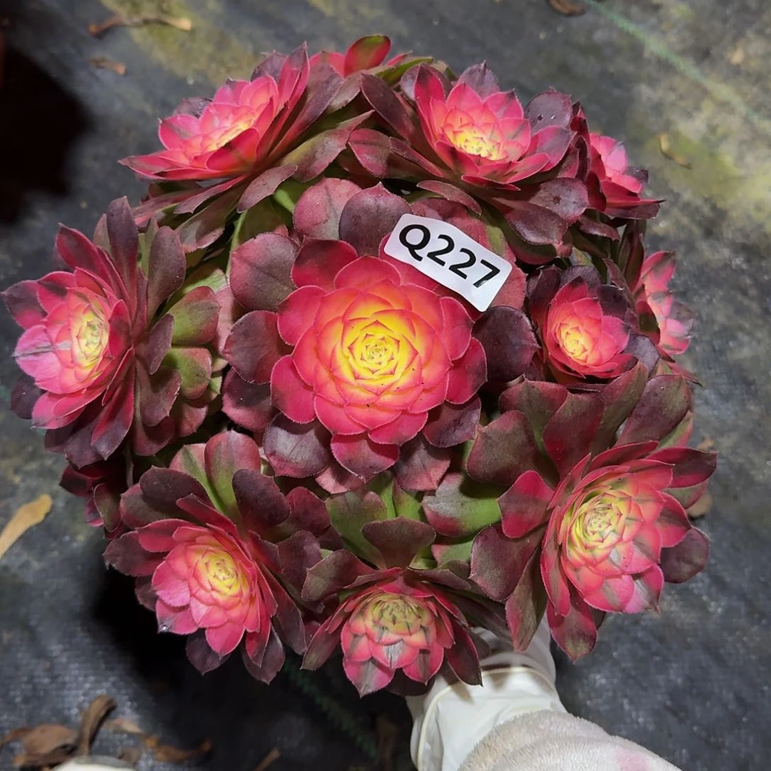 227荔枝44冠服23左右