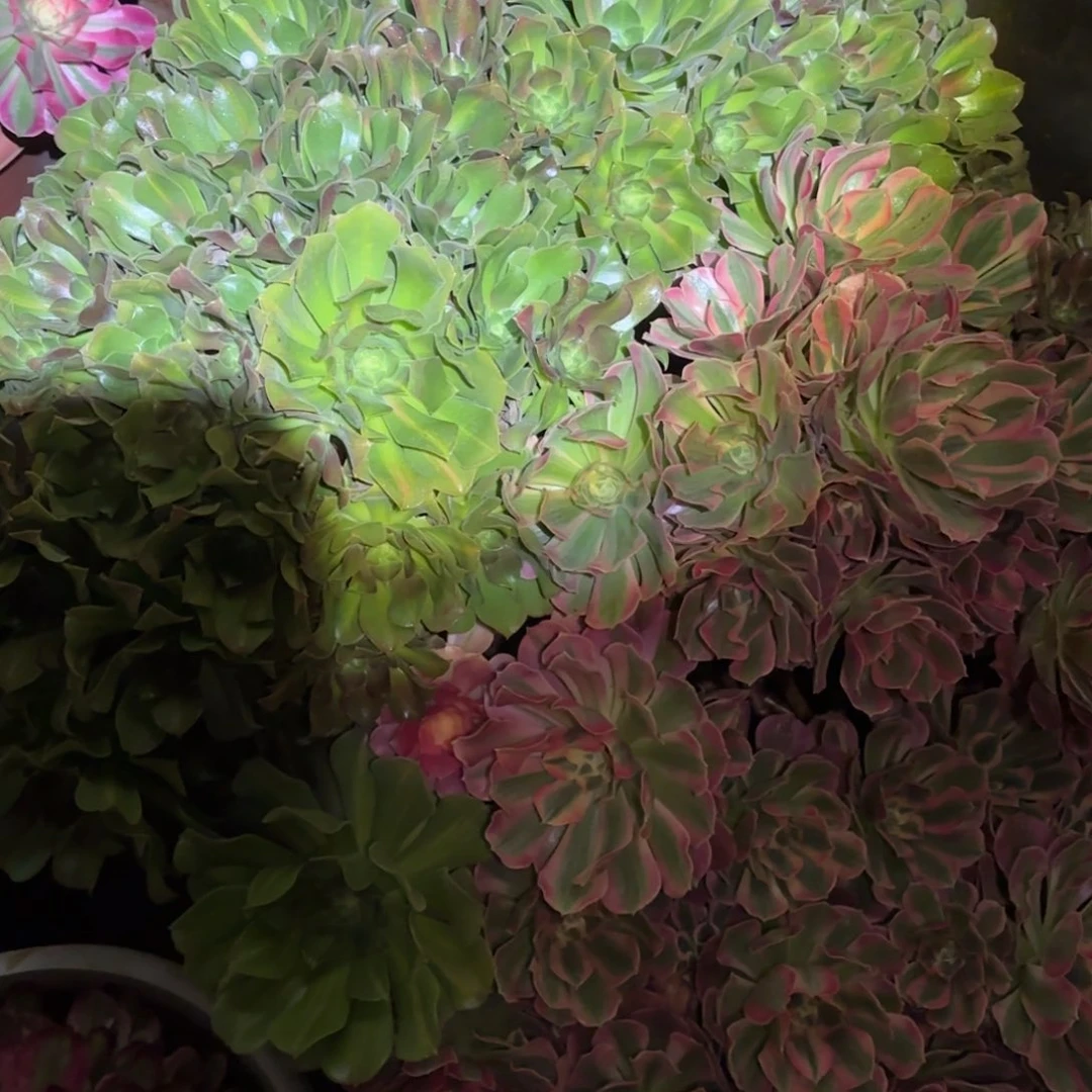 不***叔云南多肉植物女郎