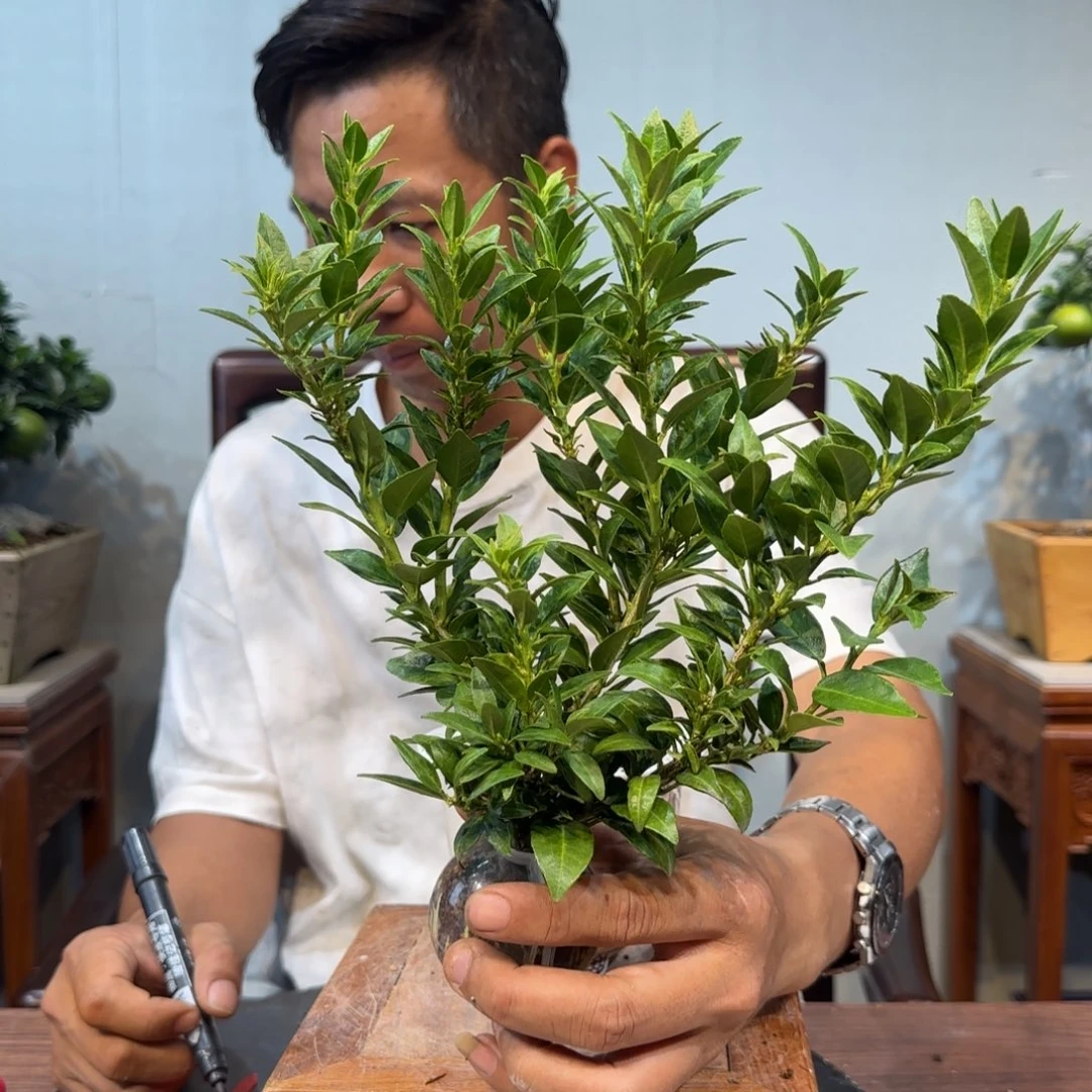 当前无花朵，栽培后可花朵随**?